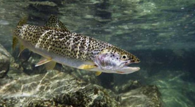 Kashmir largest trout producer